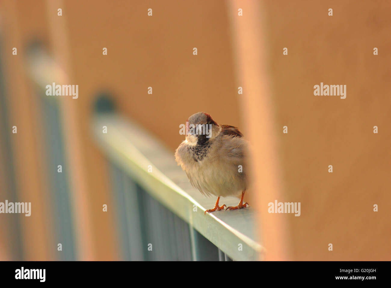 Haussperling macht Blickkontakt mit der Kamera. Stockfoto