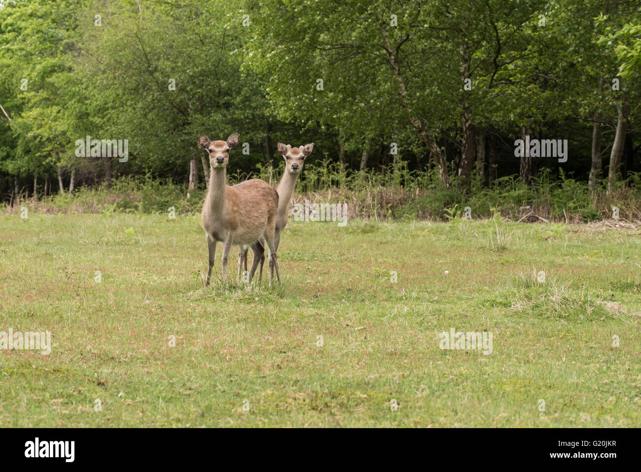 Scheue Rehe herausschauen hinter einem anderen Stockfoto