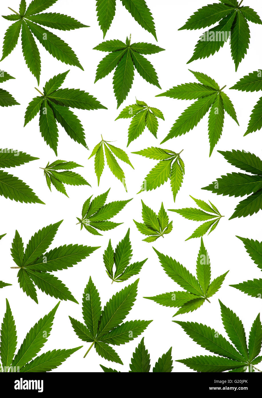 Cannabis Sativa Pflanze Blätter auf weißem Hintergrund Stockfoto