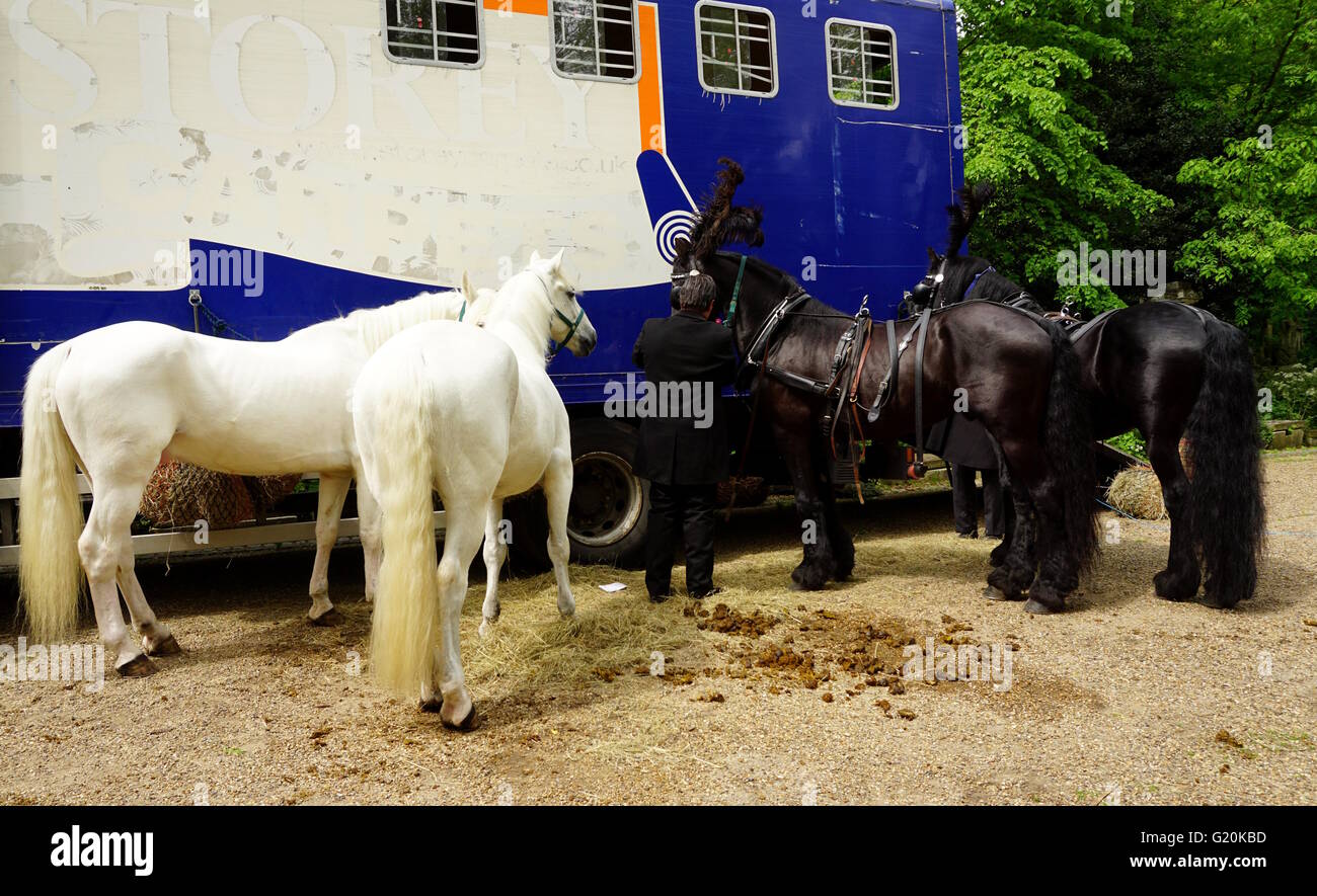 Pferde werden für eine Beerdigung geheftet Stockfoto