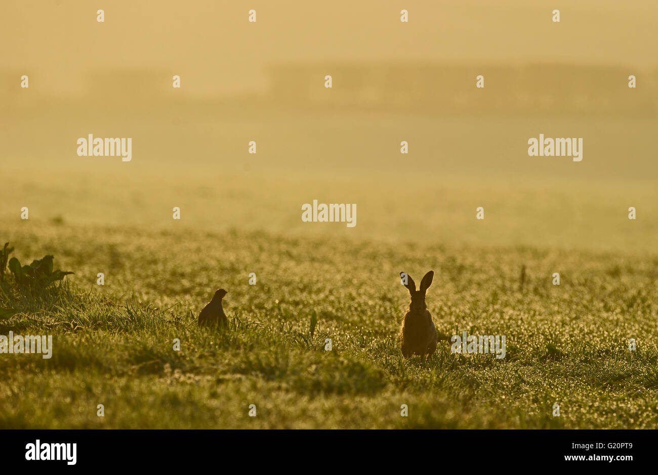 Brauner Hase Lepus Europaeus und Grey Partridge am Rand des Feldes in der Morgendämmerung Norfolk Stockfoto