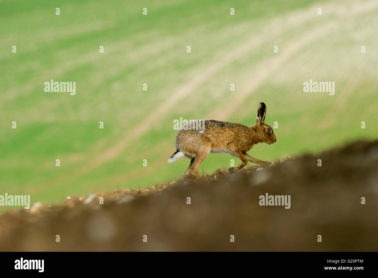 Brauner Hase Lepus Europaeus Nrfolk Frühling Stockfoto