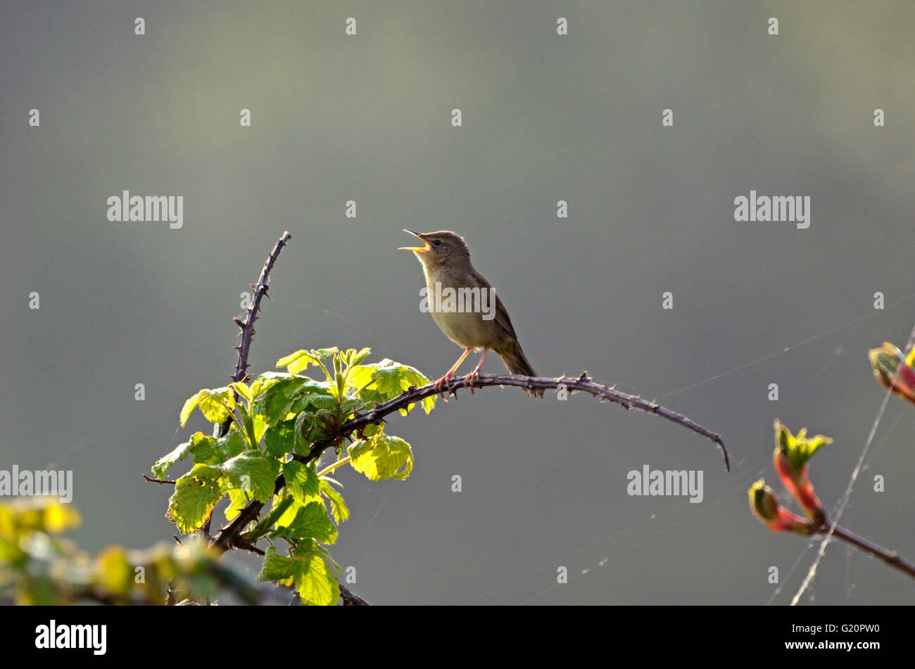 Grasshopper Warbler Locustella Naevia männlichen Kokons (Gesang) in der Morgendämmerung Rutland Water Frühling Stockfoto