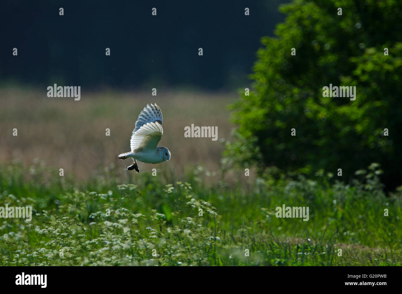 Schleiereule Tyto Alba mit Nahrungsmitteln, Lakenheath RSPB Reserve Suffolk Schachteln Stockfoto