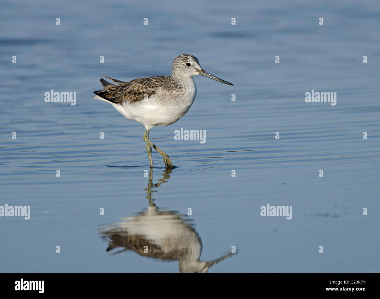 Grünschenkel Tringa Nebularia Cley Norfolk winter Stockfoto