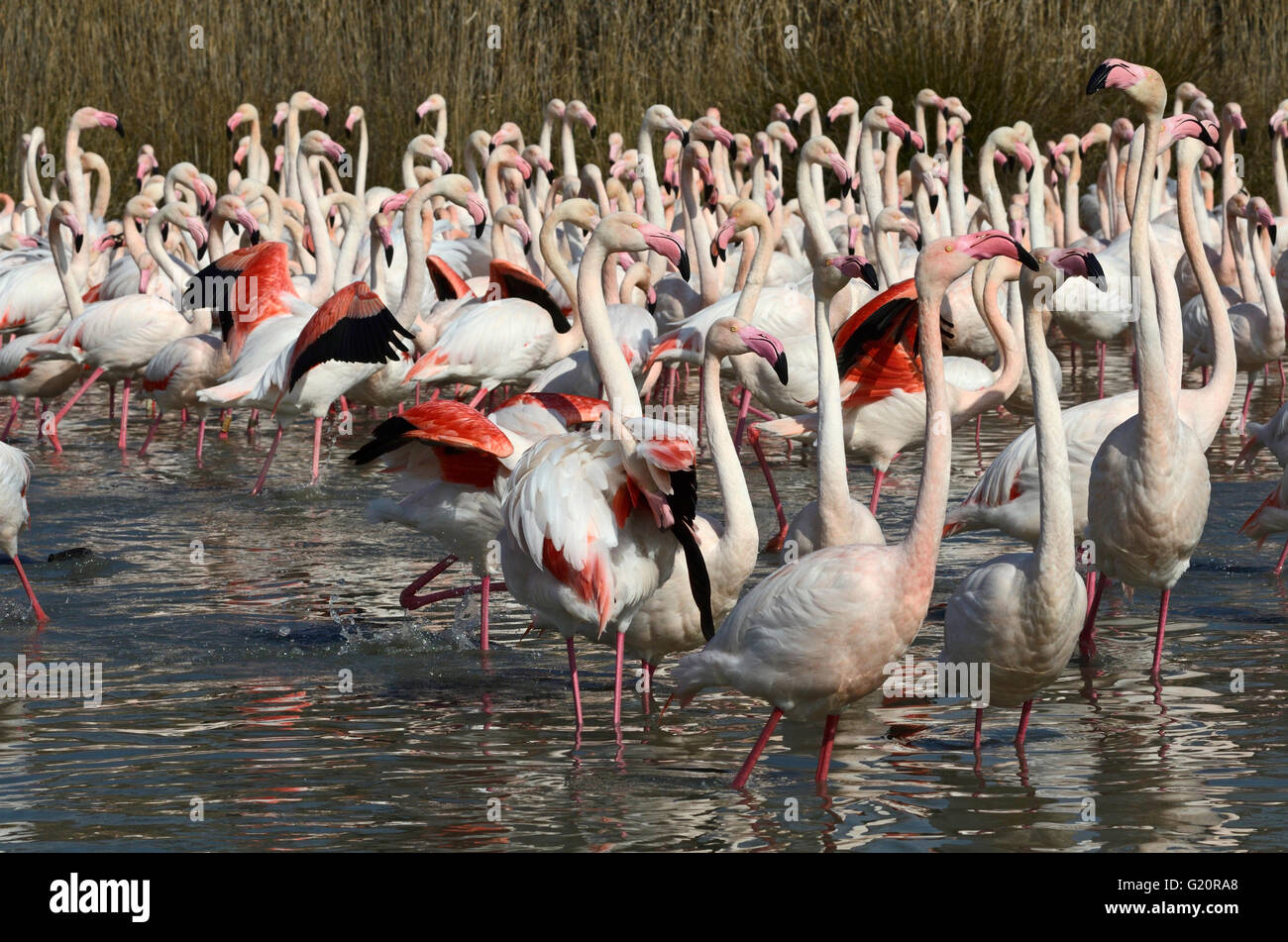 Größere Flamingos Phoenicopterus Roseus Camargue-Frankreich Stockfoto