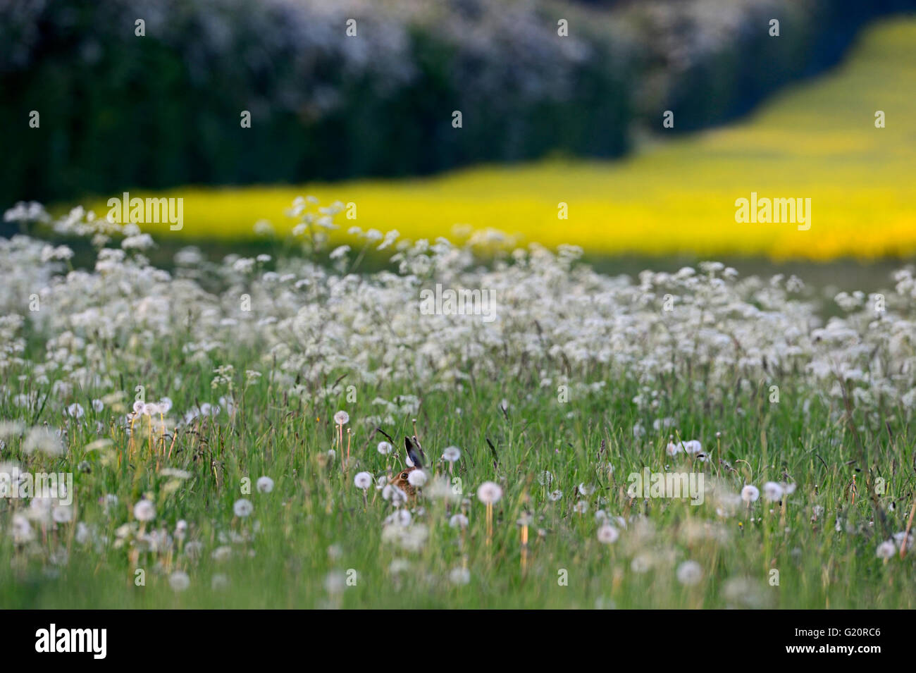 Brauner Hase Lepus Europaea in Ackerland Norfolk UK Stockfoto