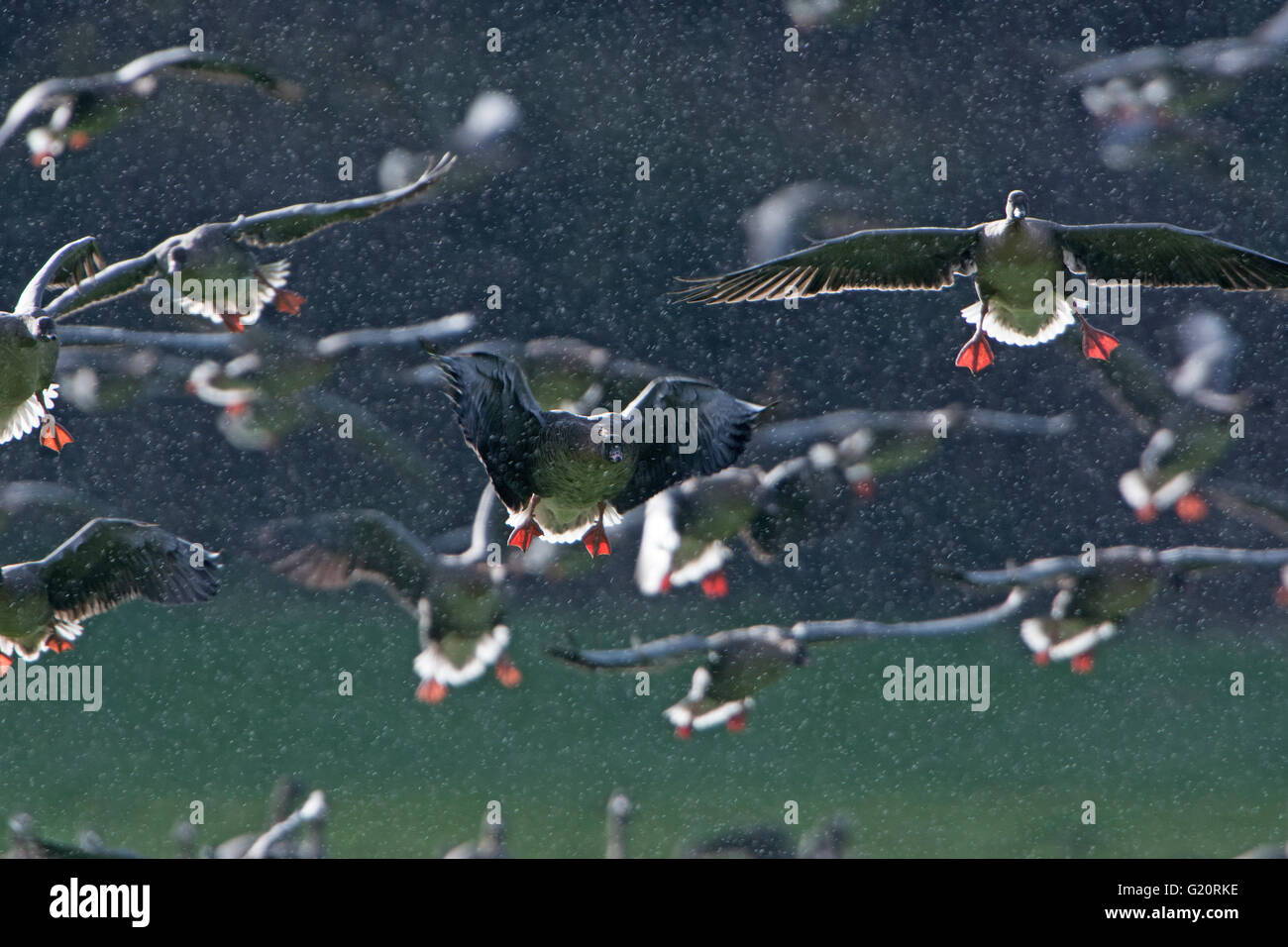 Pink-footed Gänse Anser Brachyrhynchus Landung bei starkem Regen Dusche Holkham Norfolk winter Stockfoto