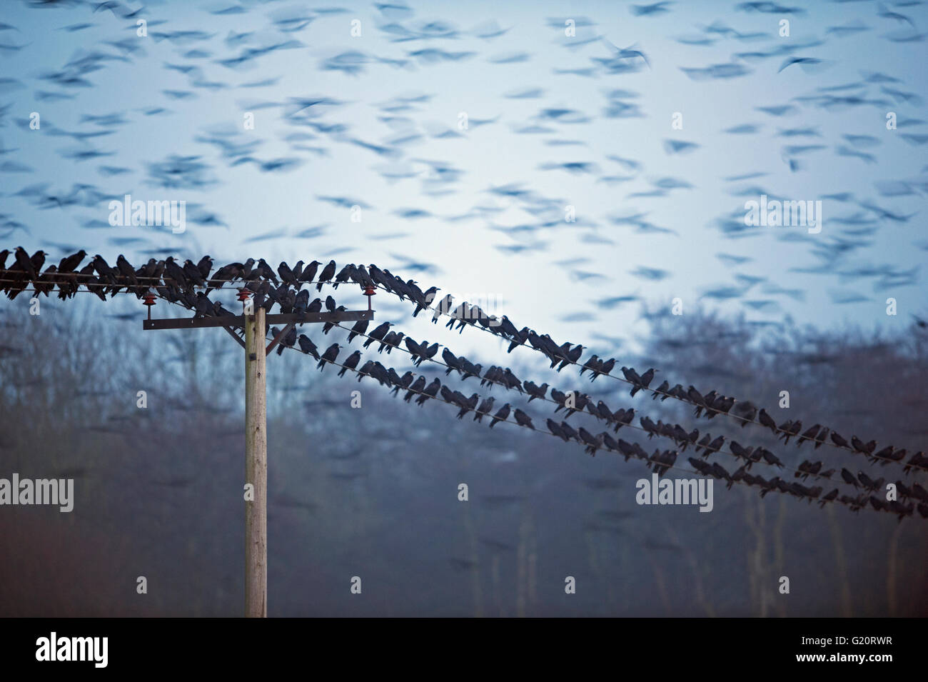 Saatkrähen Corvus Frugilegus Ankunft am Abend Zeit Roost Yare Tal Norfolk winter Stockfoto