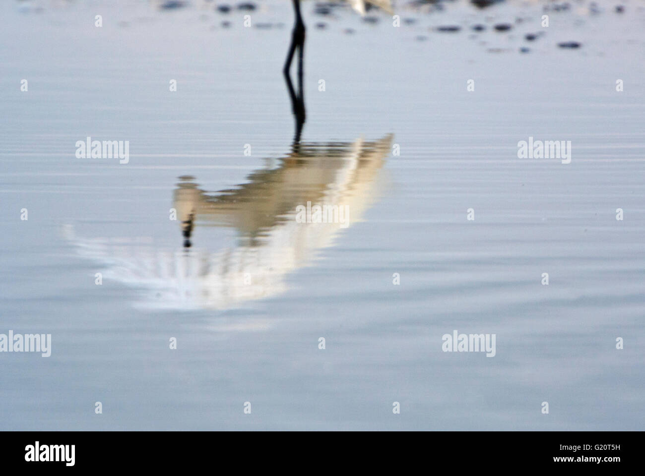 Kleiner Reiher Egretta Garzetta Reflexion der Vogel putzen Creek North Norfolk Stockfoto