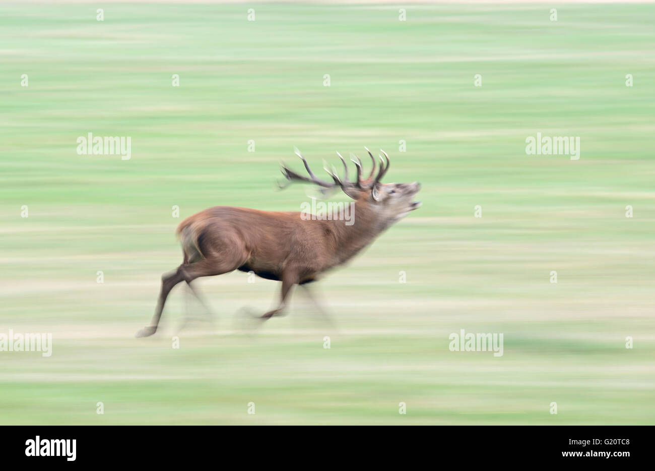 Rothirsch (Cervus Elaphus) Hirsch brüllen während der Brunft, Richmond Park in London September Stockfoto