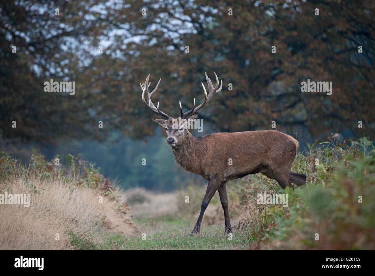 Rothirsch (Cervus Elaphus) Hirsch brüllen während der Brunft, Richmond Park in London September Stockfoto