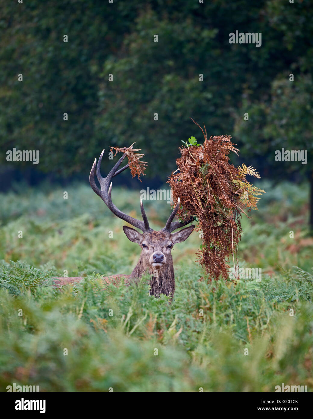 Rothirsch (Cervus Elaphus) Hirsch brüllen während der Brunft, Richmond Park in London September Stockfoto