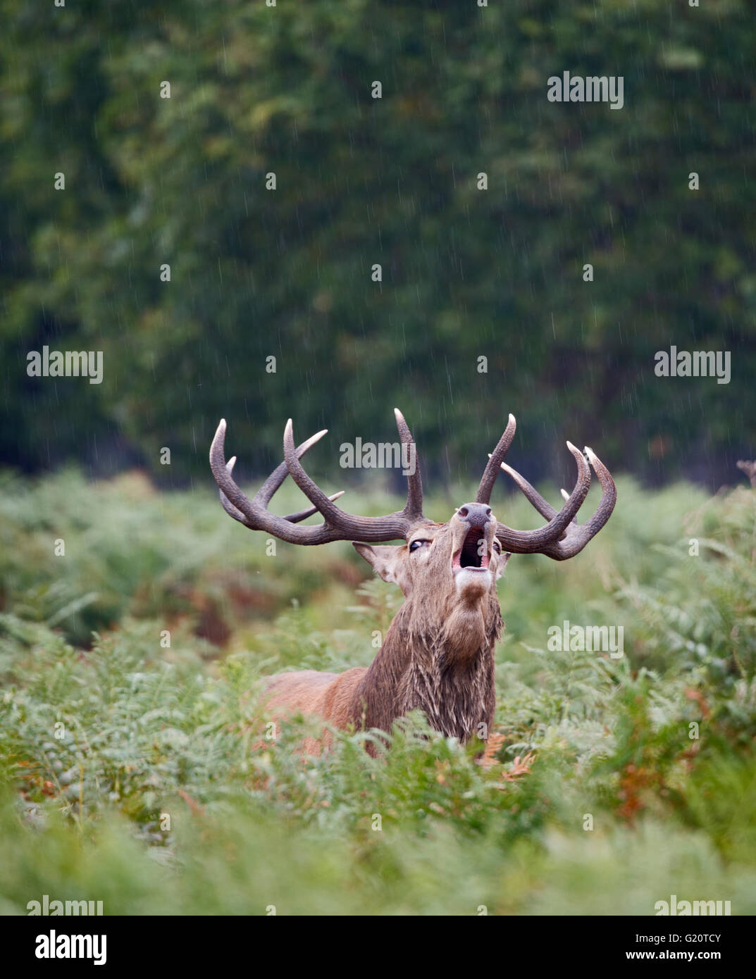 Rothirsch (Cervus Elaphus) Hirsch brüllen während der Brunft, Richmond Park in London September Stockfoto