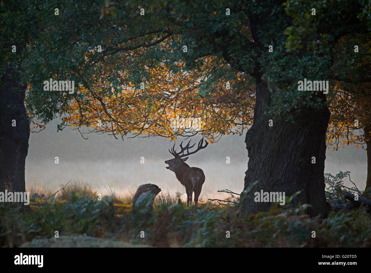 Rothirsch (Cervus Elaphus) Hirsch brüllen während der Brunft, Richmond Park in London September Stockfoto