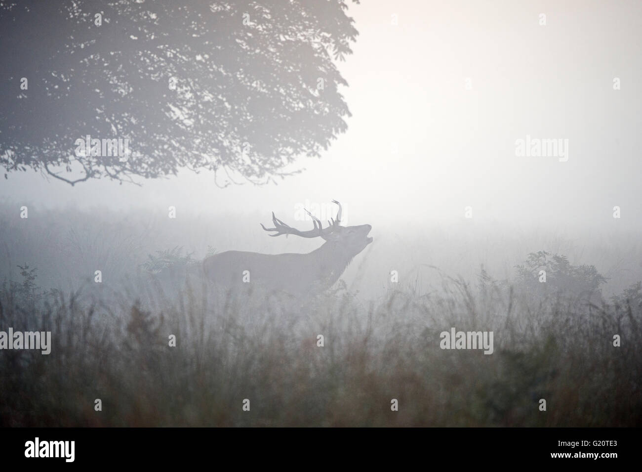 Rothirsch (Cervus Elaphus) Hirsch in der Brunft auf einer nebligen Morgendämmerung in Richmond Park National Nature Reserve London Oktober Stockfoto