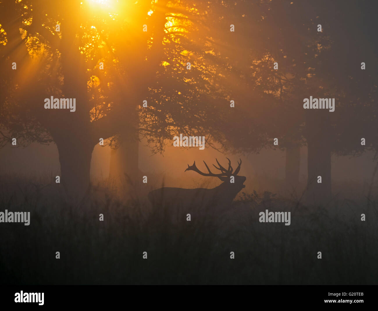 Rothirsch (Cervus Elaphus) Hirsch in der Brunft auf einer nebligen Morgendämmerung in Richmond Park National Nature Reserve London Oktober Stockfoto