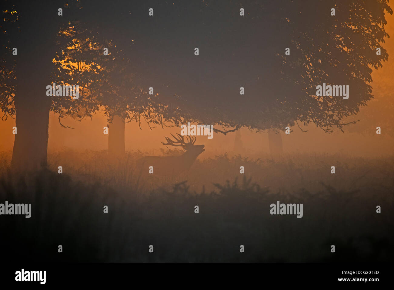 Rothirsch (Cervus Elaphus) Hirsch in der Brunft auf einer nebligen Morgendämmerung in Richmond Park National Nature Reserve London Oktober Stockfoto