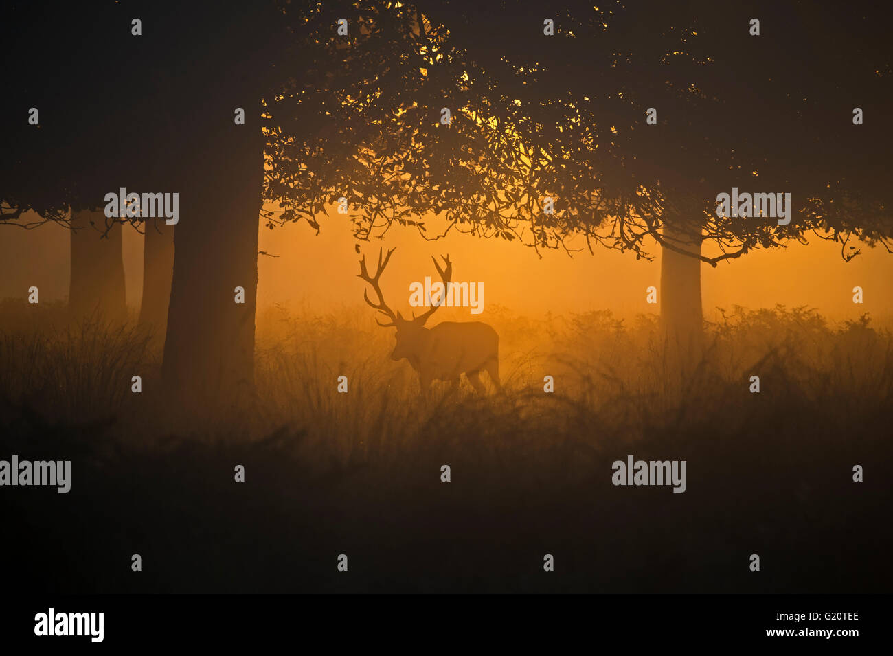 Rothirsch (Cervus Elaphus) Hirsch in der Brunft auf einer nebligen Morgendämmerung in Richmond Park National Nature Reserve London Oktober Stockfoto