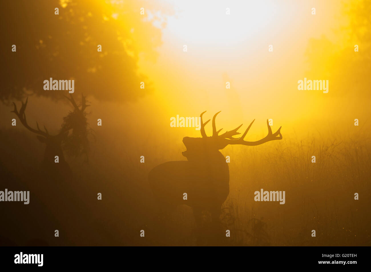 Rothirsch (Cervus Elaphus) Hirsch in der Brunft auf einer nebligen Morgendämmerung in Richmond Park National Nature Reserve London Oktober Stockfoto