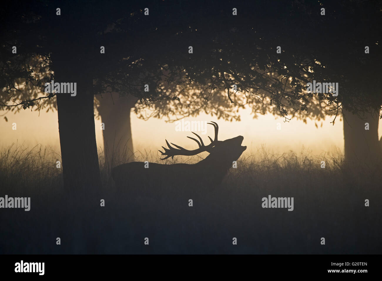 Rothirsch (Cervus Elaphus) Hirsch in der Brunft auf einer nebligen Morgendämmerung in Richmond Park National Nature Reserve London Oktober Stockfoto