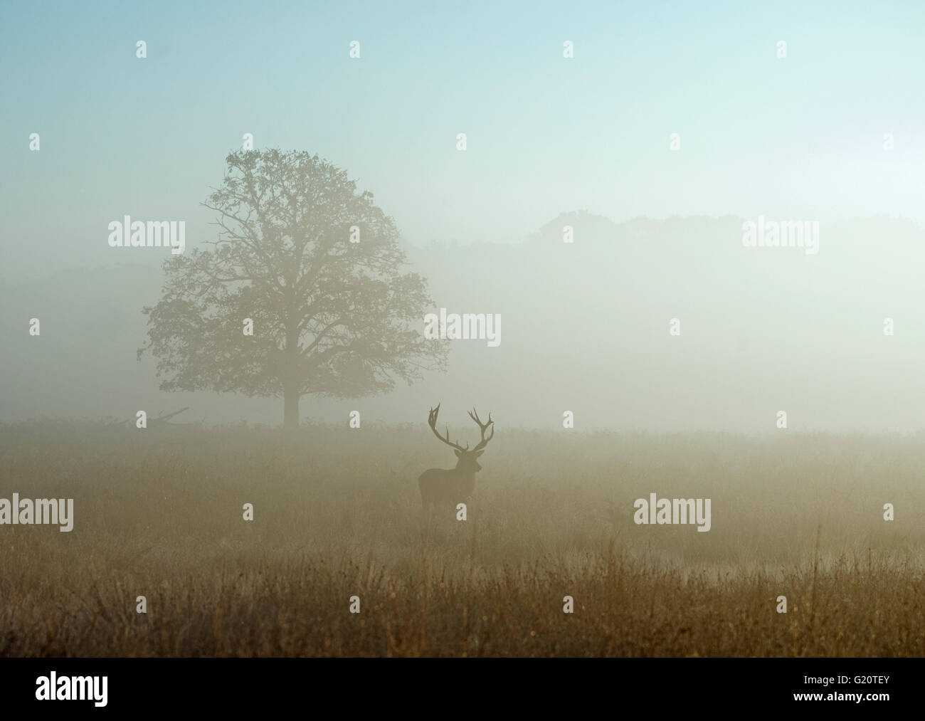Rothirsch (Cervus Elaphus) Hirsch in der Brunft auf einer nebligen Morgendämmerung in Richmond Park National Nature Reserve London Oktober Stockfoto