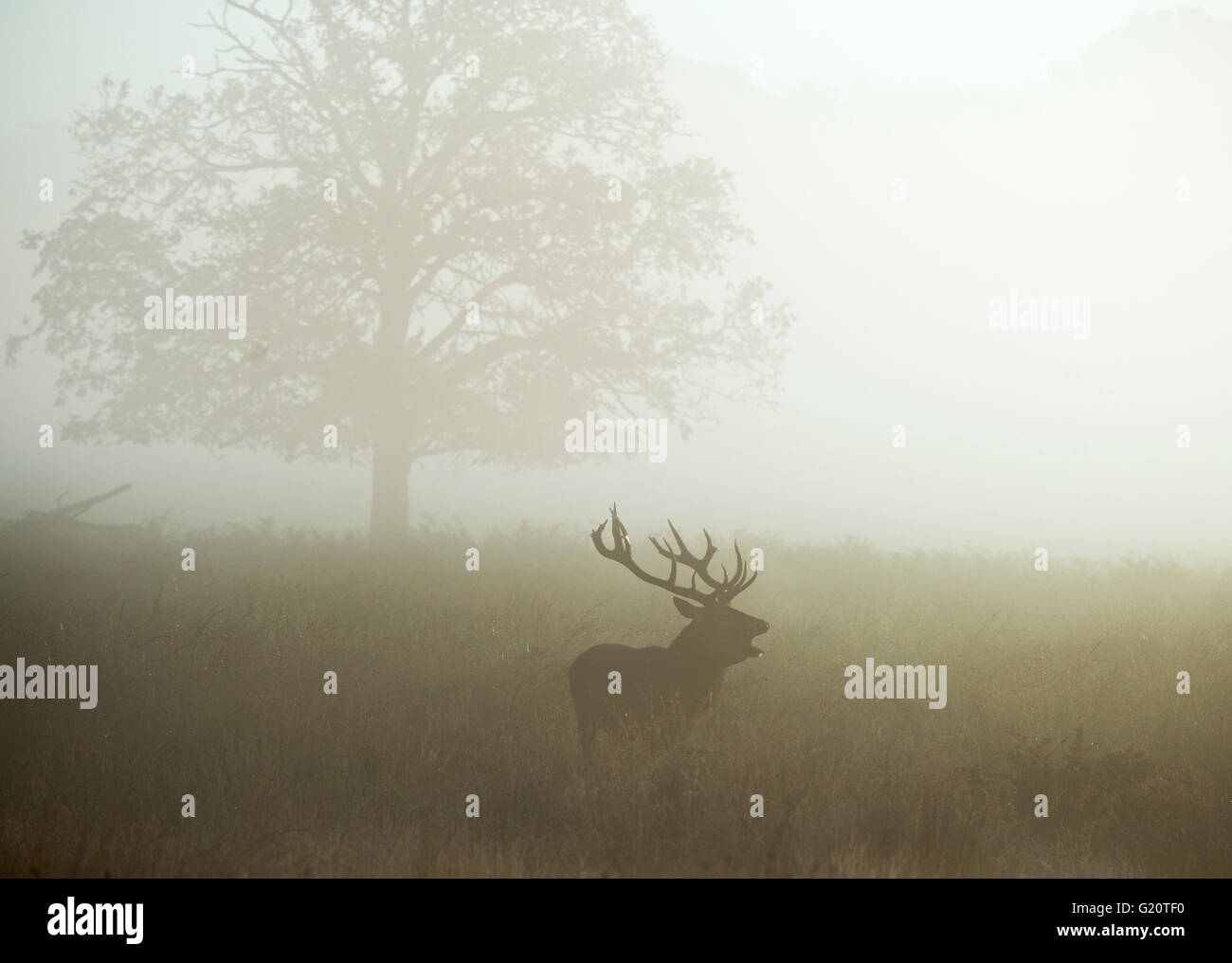 Rothirsch (Cervus Elaphus) Hirsch in der Brunft auf einer nebligen Morgendämmerung in Richmond Park National Nature Reserve London Oktober Stockfoto