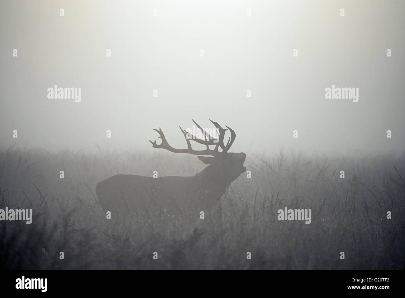 Rothirsch Cervus Elaphus auf einer nebligen Morgendämmerung während der Brunft Richmond Park in London Herbst Stockfoto