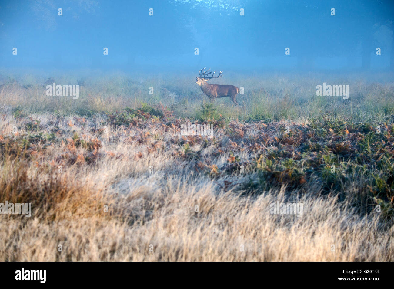 Rothirsch (Cervus Elaphus) Hirsch in der Brunft auf einer nebligen Morgendämmerung in Richmond Park National Nature Reserve London Oktober Stockfoto