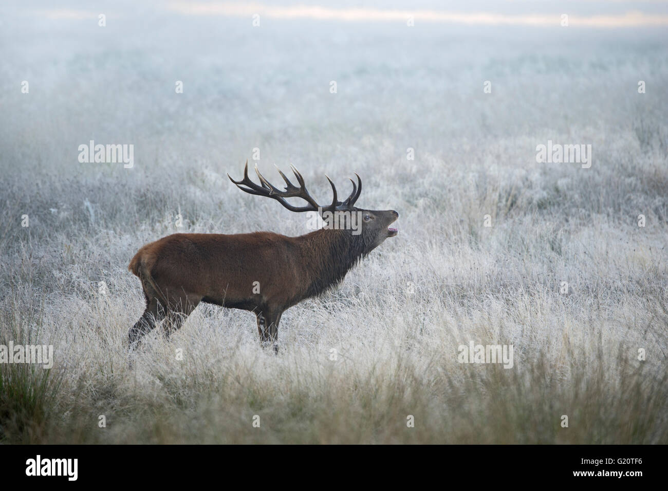 Rothirsch (Cervus Elaphus) Hirsch in der Brunft auf einer nebligen Morgendämmerung in Richmond Park National Nature Reserve London Oktober Stockfoto
