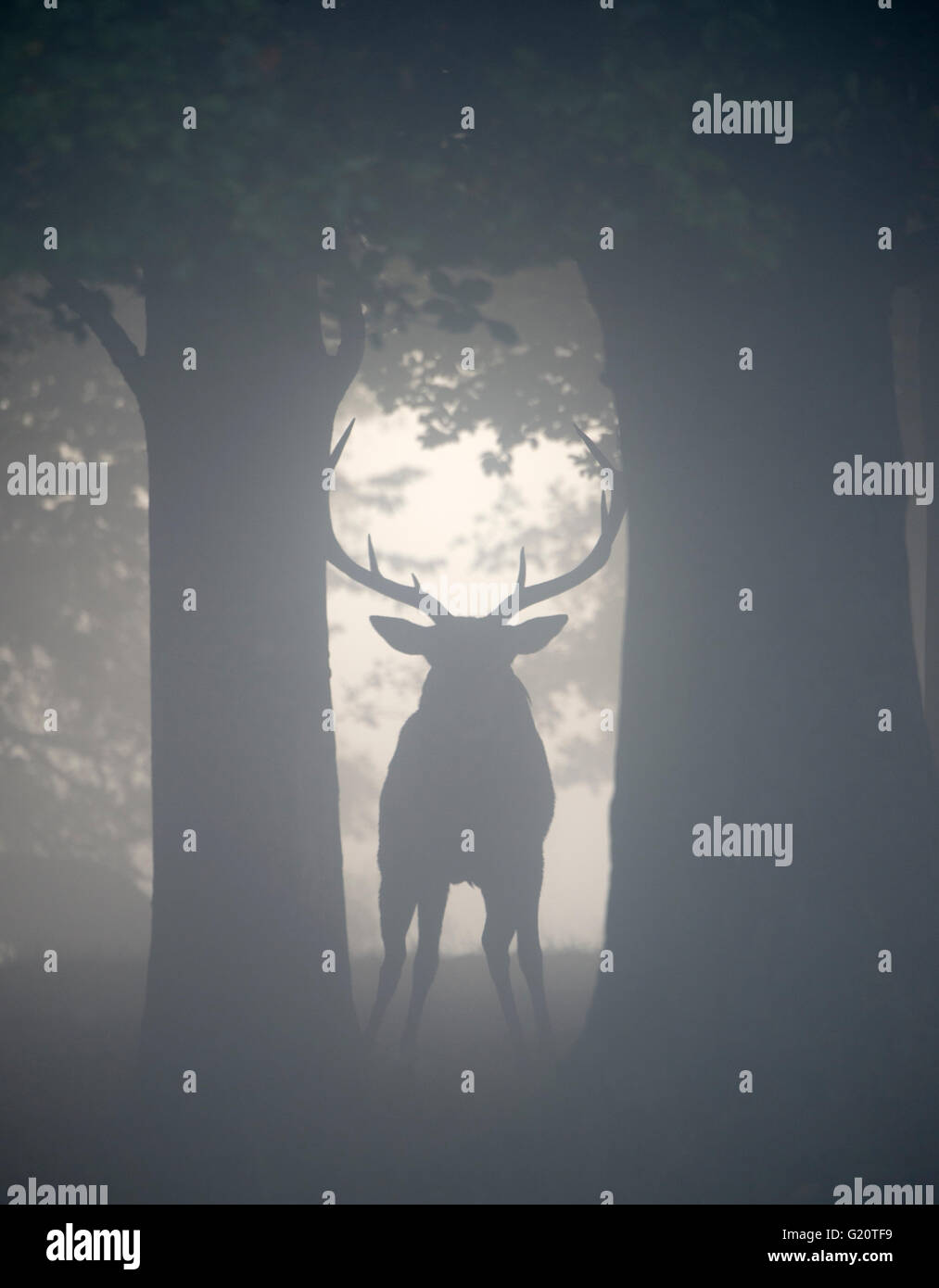 Rothirsch (Cervus Elaphus) Hirsch in der Brunft auf einer nebligen Morgendämmerung in Richmond Park National Nature Reserve London Oktober Stockfoto