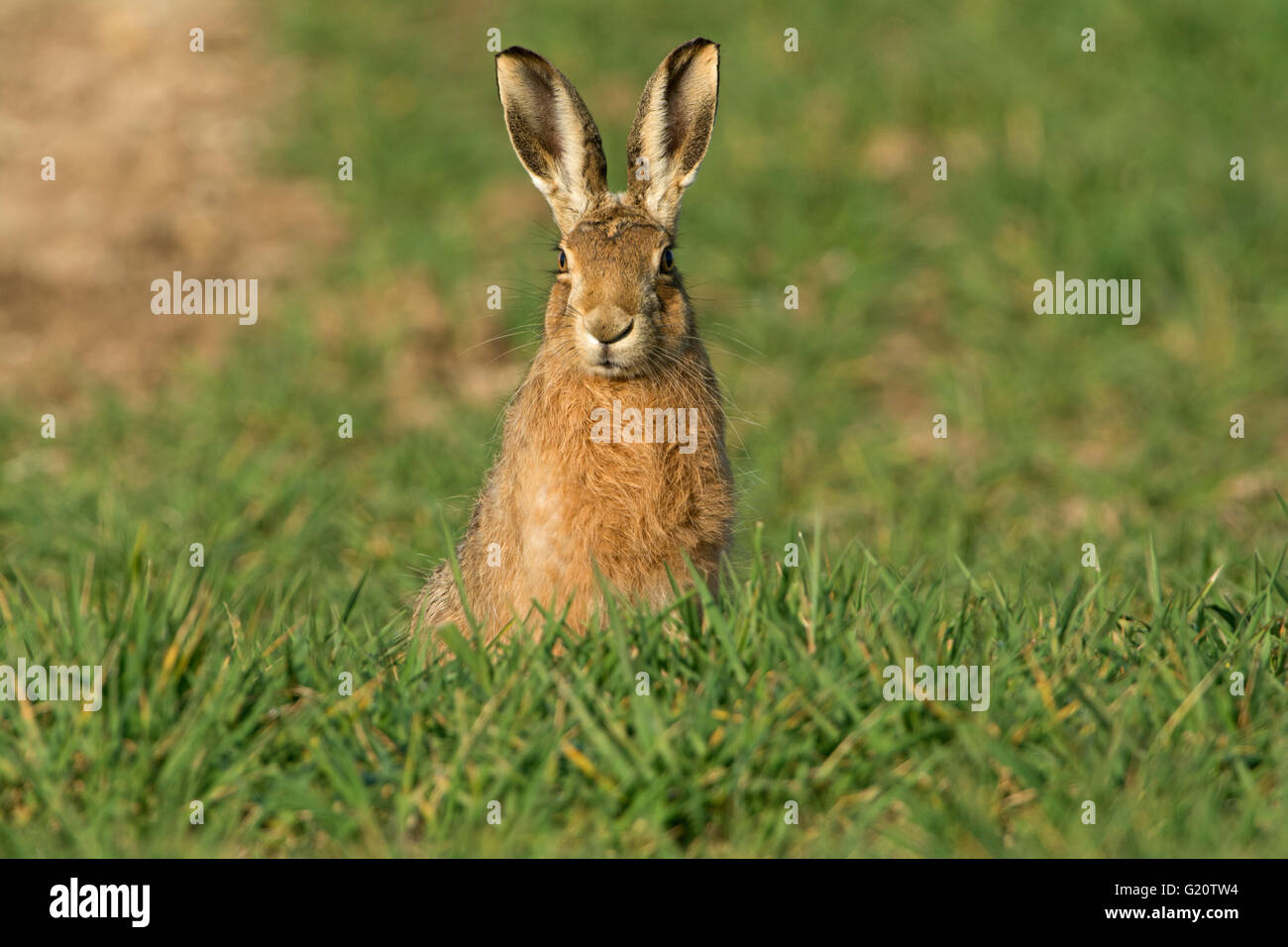 Braun Feldhase Lepus Europaeus in Winterweizen Field Norfolk UK März Stockfoto