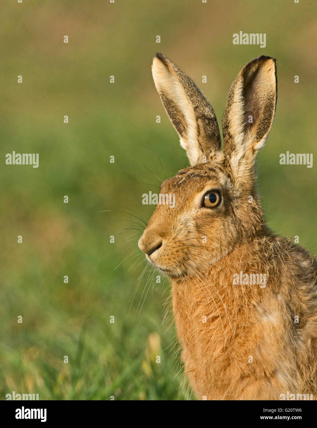Braun Feldhase Lepus Europaeus in Winterweizen Field Norfolk UK März Stockfoto