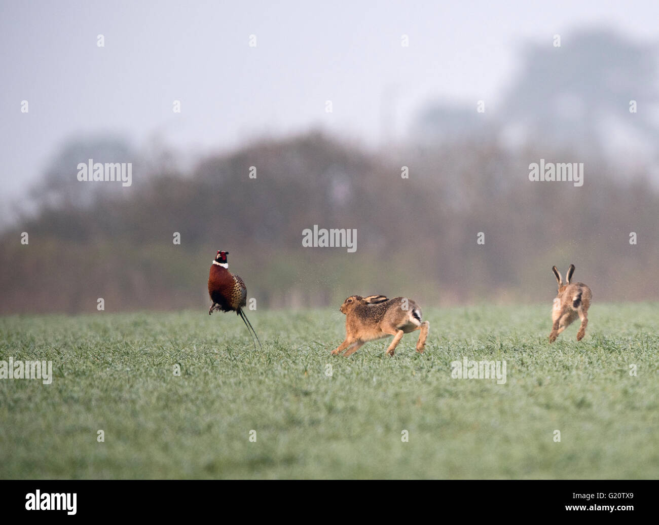 Brauner Hase Lepus Europaeus erschreckend Fasan auf Weizen Feld Holt Norfolk Frühling Stockfoto