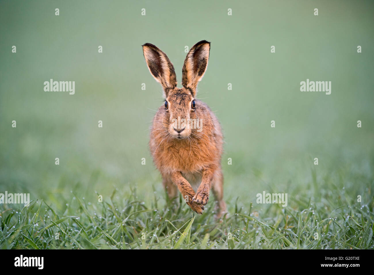 Brauner Hase Lepus Europaeus auf Weizen Feld Holt Norfolk Frühling Stockfoto
