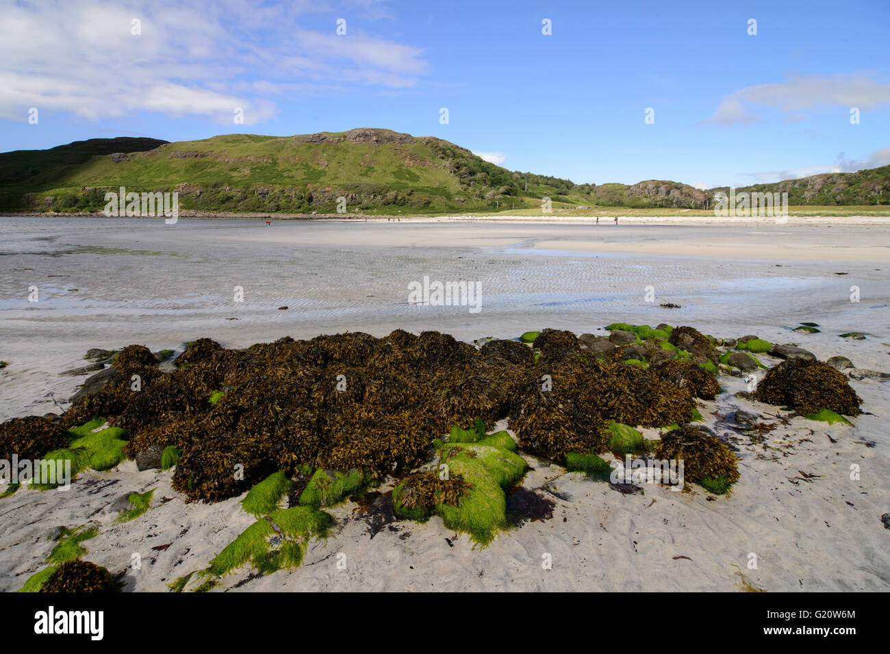 Algen und Steinen am Sandstrand von Calgary Bay, Isle of Mull, Schottland Stockfoto