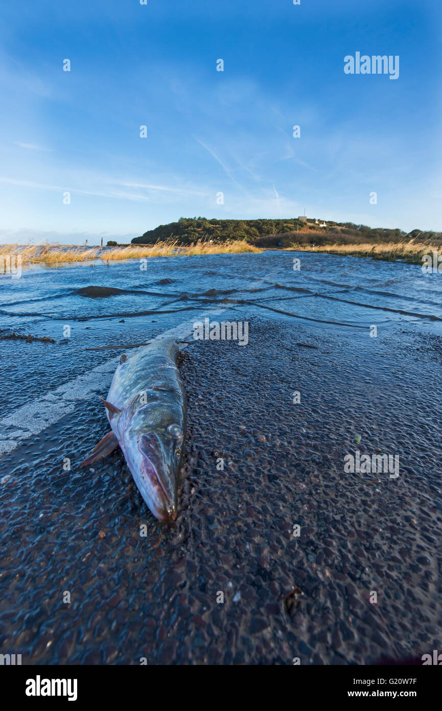 Hecht am Abend des 5. Dezember 2013, Cley NWT Reserve Norfolk als Folge Nordsee Anstieg getötet. Stockfoto