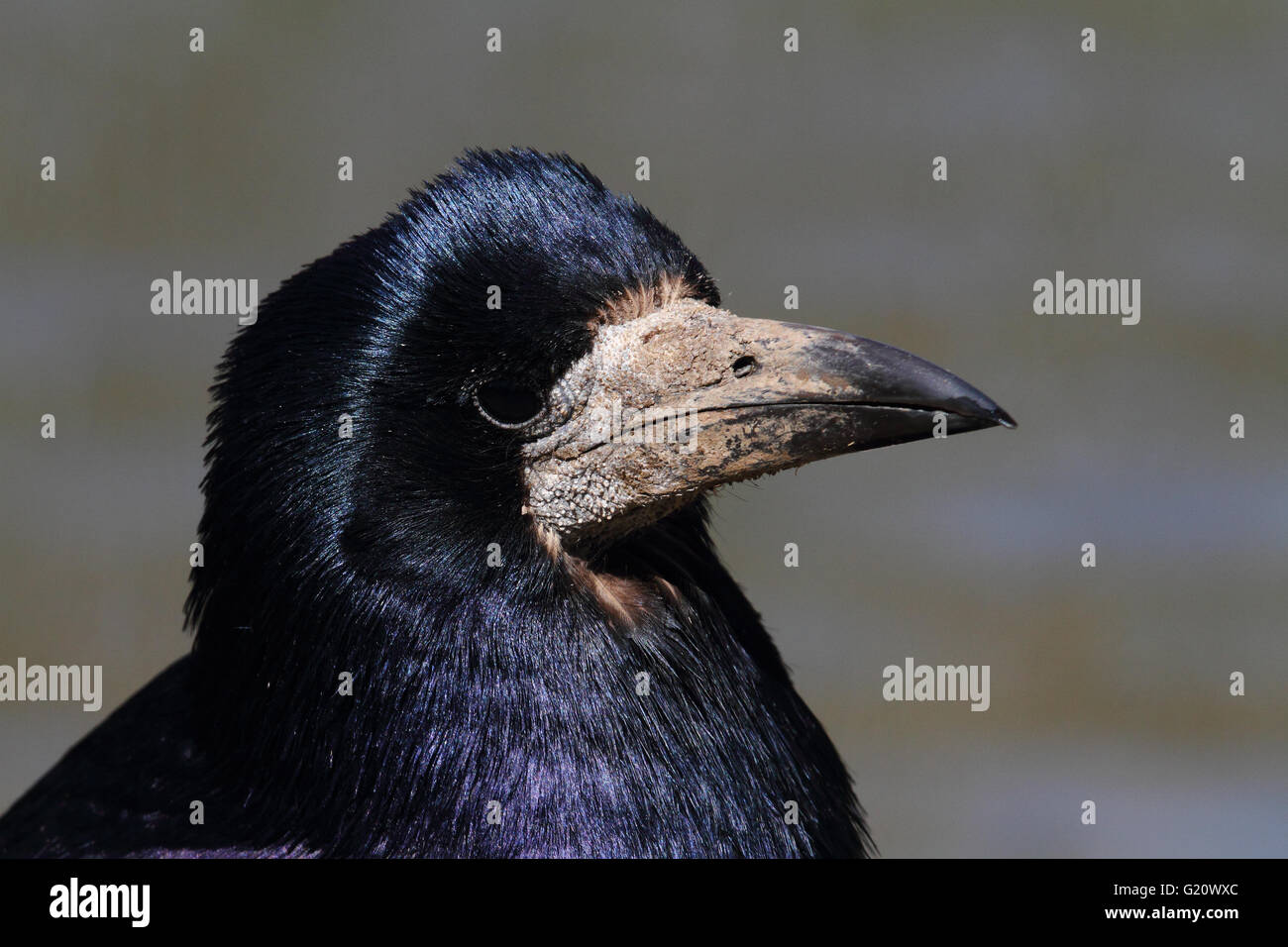 TURM (CORVUS FRUGILEGUS) Stockfoto