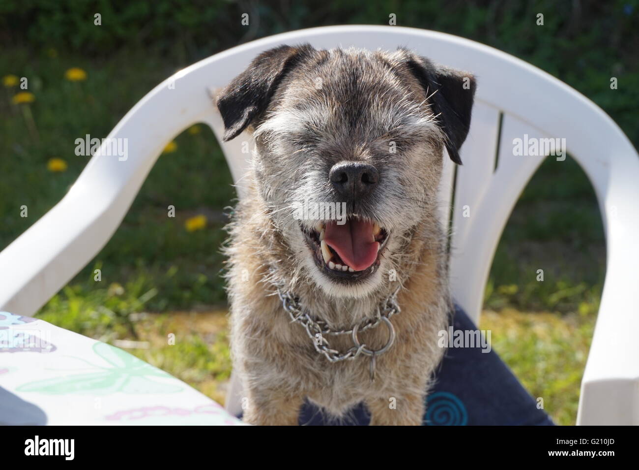 Border Terrier auf Stuhl sitzend mit geschlossenen Augen Stockfoto
