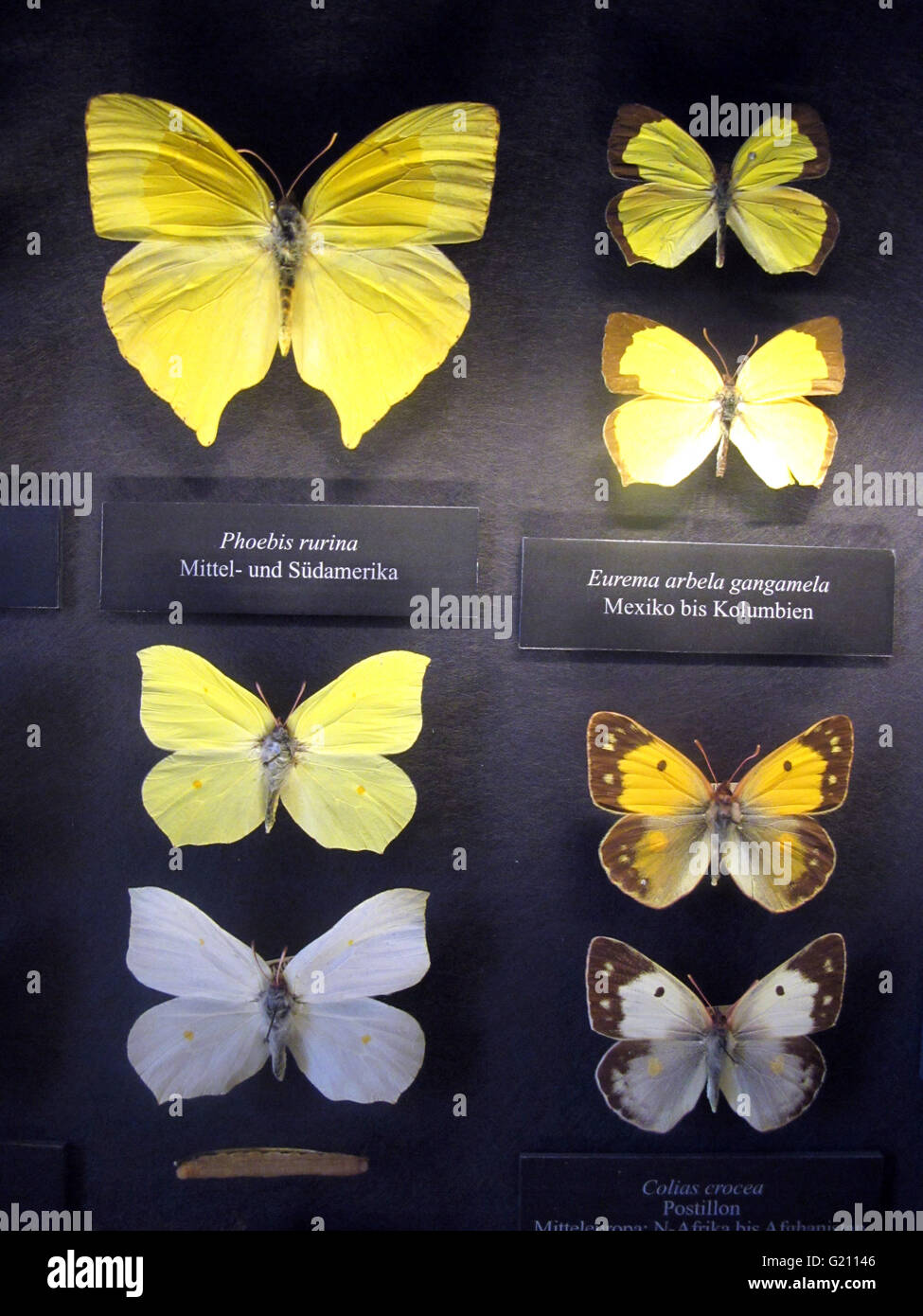 Österreich - Wien. Verschiedene Schmetterlinge auf Anzeige am Museum of Natural History (Naturhistorischen Museum). Abteilung Entomolo Stockfoto