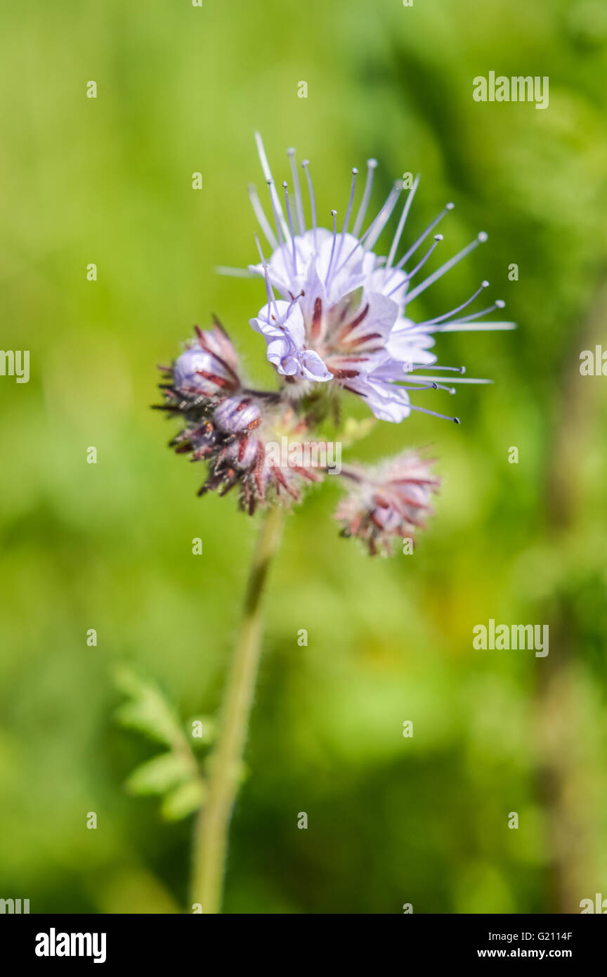 Viper's Bugloss Blume Nahaufnahme Stockfoto