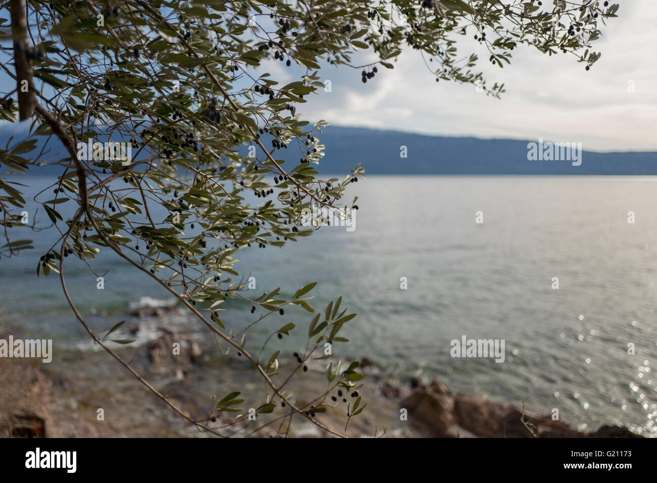 Olive Tree auf den Blick auf den See in der Nähe der Berge gardasee italien. Stockfoto