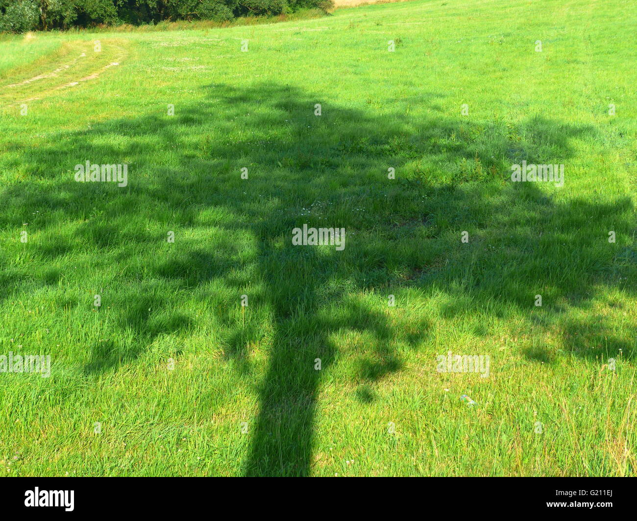 Schatten eines Baumes auf dem grünen Rasen Stockfoto