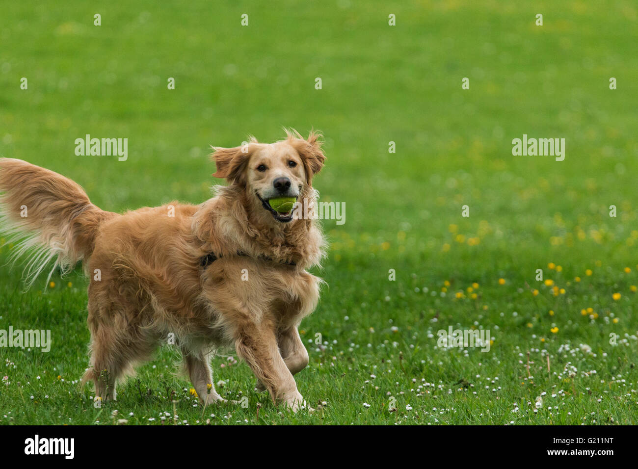Glückliche Hund Golden Retriever spielen im park Stockfoto