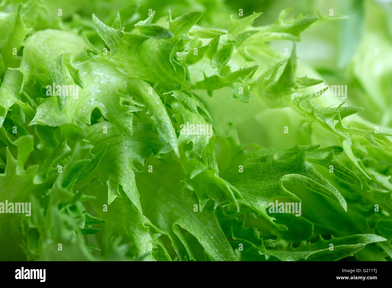 gesunde Ernährung - Hintergrund frische lockiges Kopfsalat Stockfoto