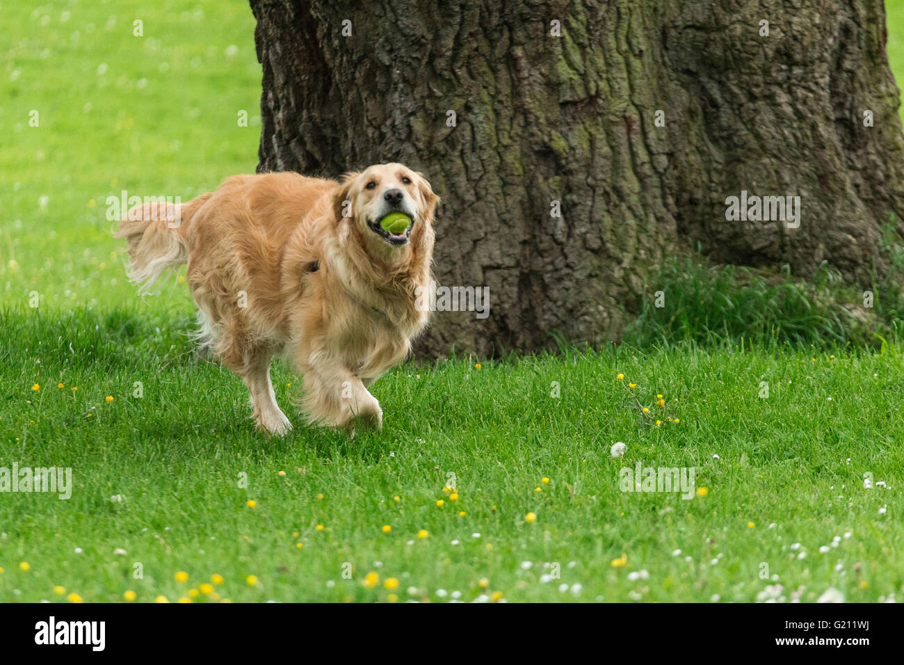 Glückliche Hund Golden Retriever spielen Stockfoto