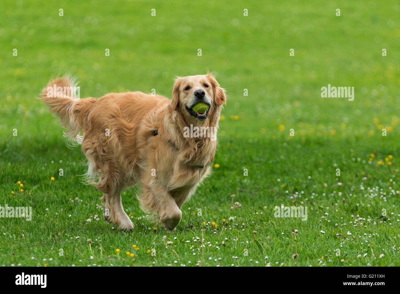 Glückliche Hund Golden Retriever spielen Stockfoto