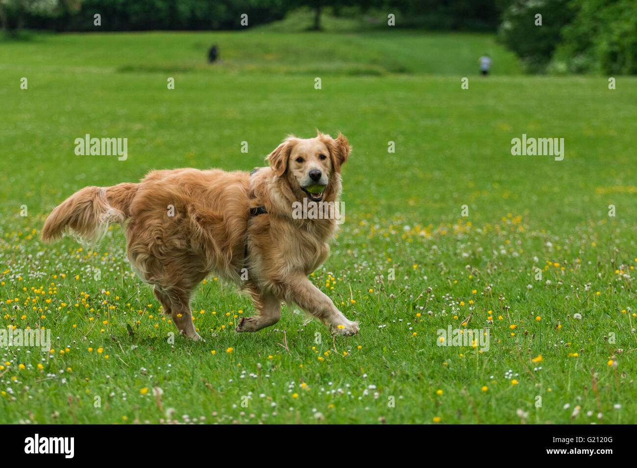 Glückliche Hund Golden Retriever mit einem Tennisball im Park spielen. Stockfoto