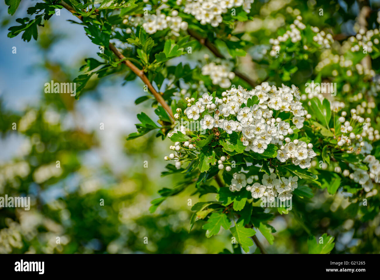 magische Blumen Frühling Zweig der Kirschbaum mit blühenden Blumen Stockfoto