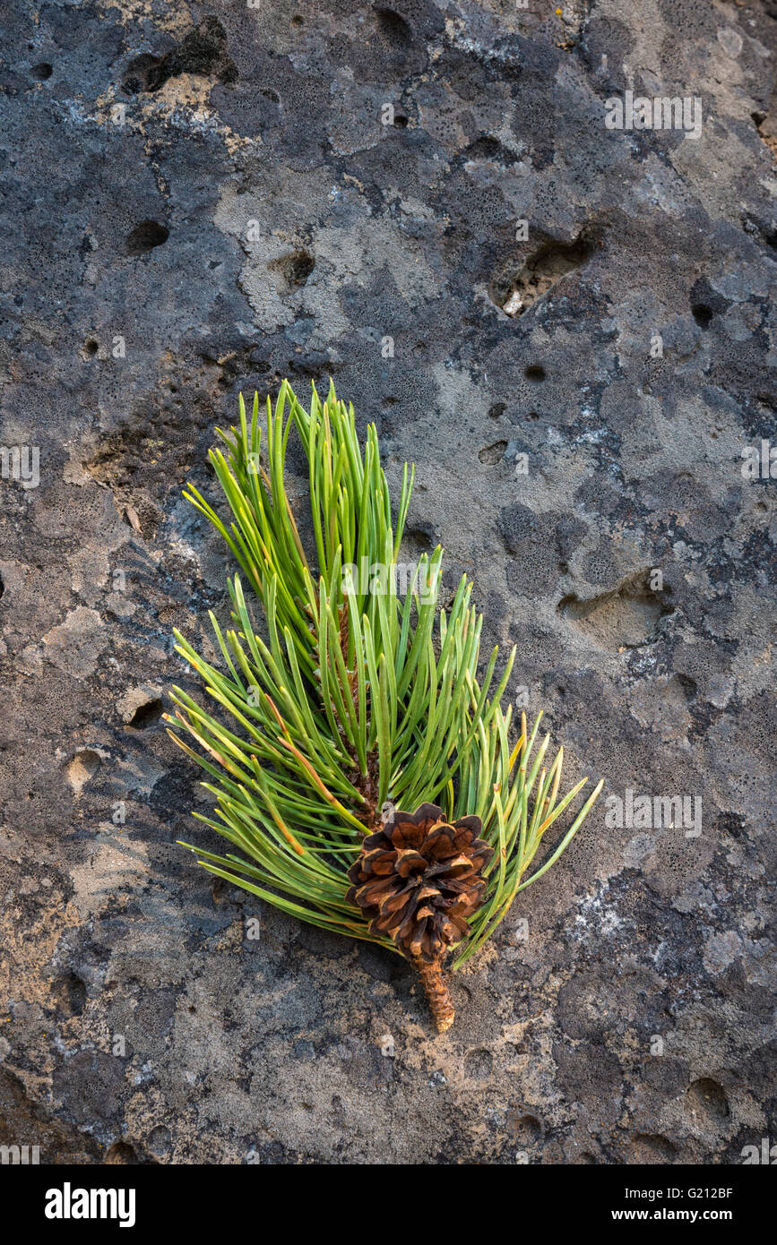 Lodgepole Pine Nadeln und Kegel auf Felsen; Sunriver, Oregon. Stockfoto